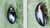 Psylliodes sp.